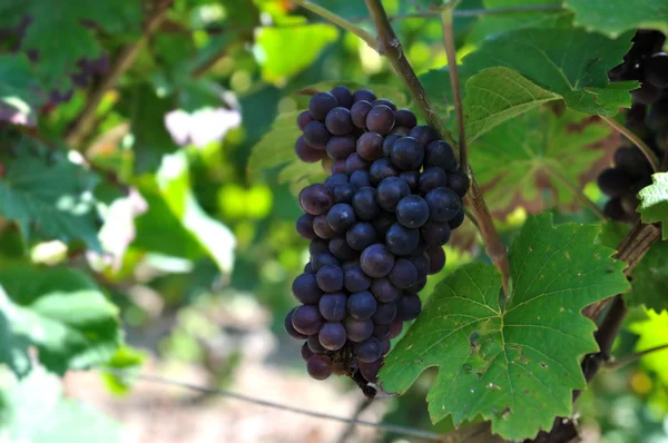 Schwarze Traube — Stockfoto