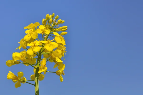 Rapeseed flower — Stock Photo, Image