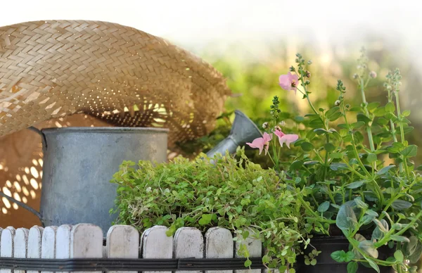 Sommarträdgård — Stockfoto