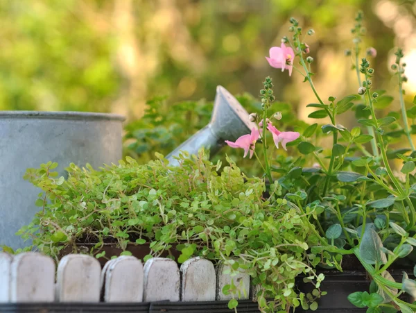 Watering can in plants — Stock Photo, Image