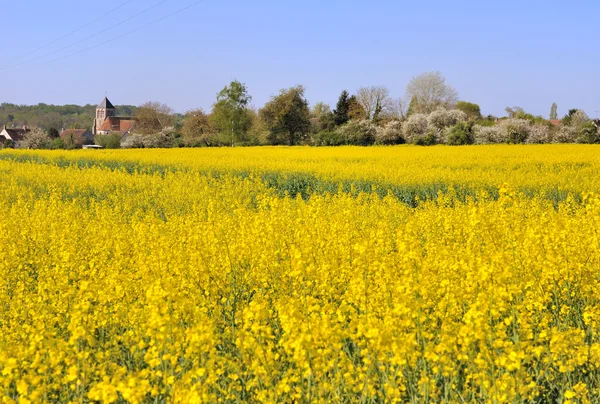 Rapsfeld — Stockfoto