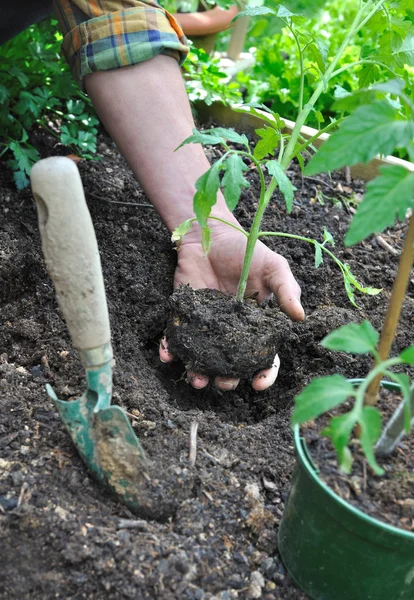 Planting tomato — Stock Photo, Image