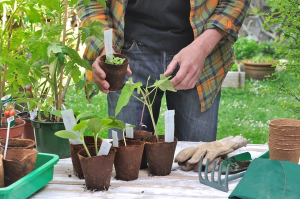 Giardiniere con vaso di coltivazione — Foto Stock