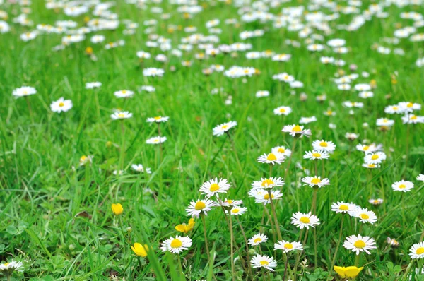 Daisies in grass — Stock Photo, Image