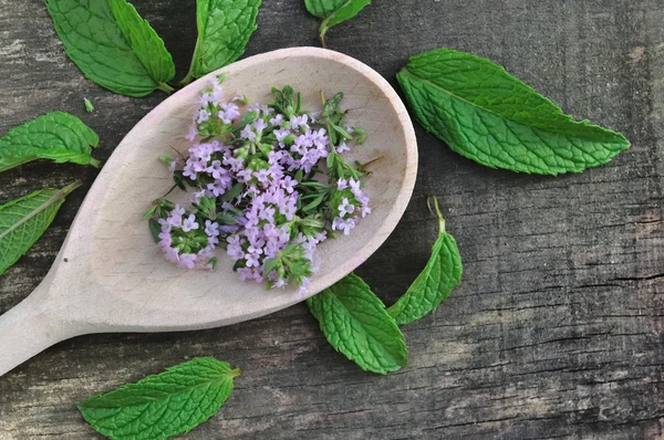 Bunga thyme dengan daun mint — Stok Foto