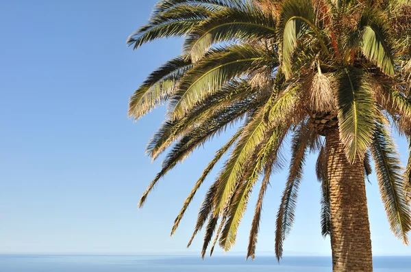 Palm tree — Stock Photo, Image