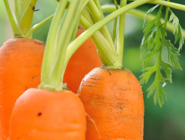 Close on carrots in garden — Stock Photo, Image