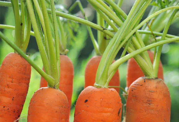Close on few carrots in garden — Stock Photo, Image