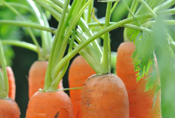 Carrots in garden — Stock Photo, Image