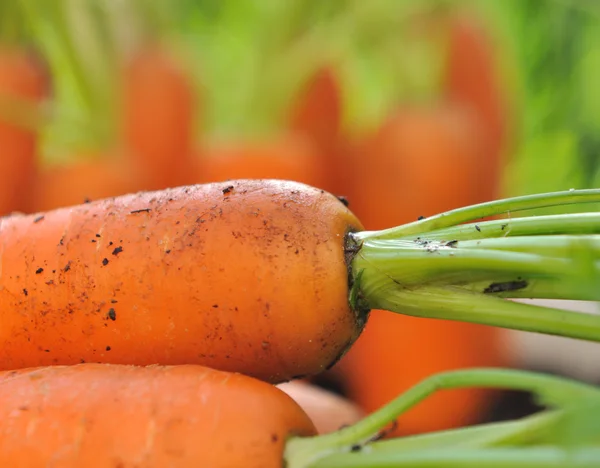 Fresh carrots — Stock Photo, Image