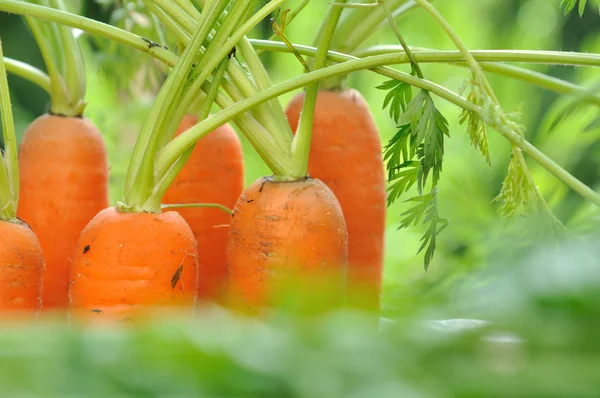 Carrots on green background — Stock Photo, Image