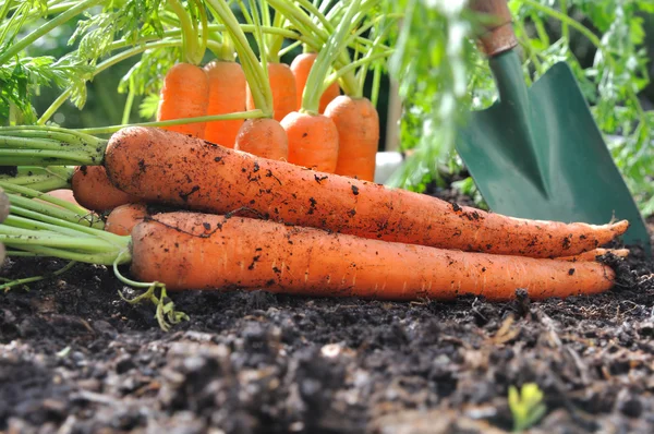 Carrots on the soil — Stock Photo, Image