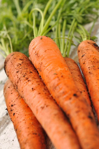 Carrots from garden — Stock Photo, Image