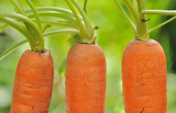 Carrots growing in garden — Stock Photo, Image