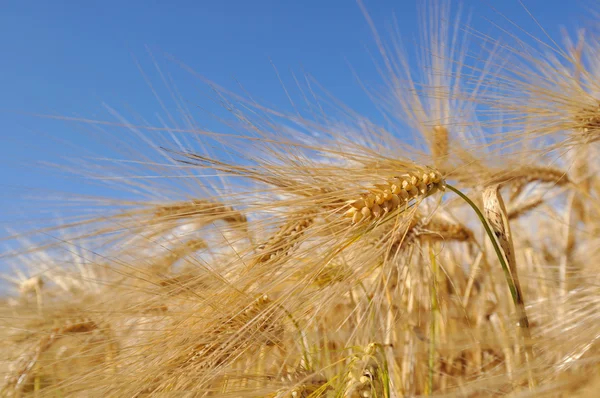 ゴールデンの大麦 — ストック写真