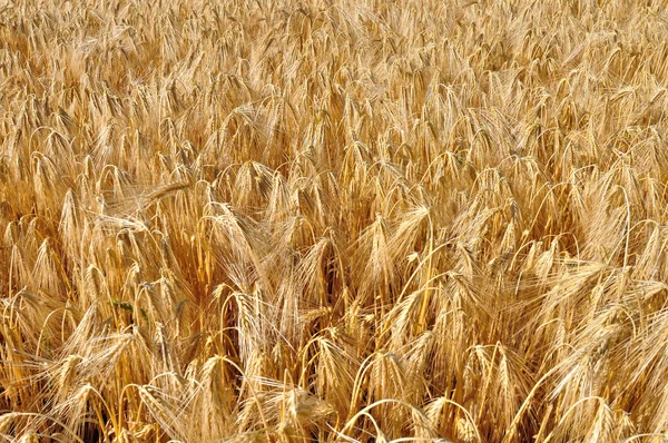 Field of barley — Stock Photo, Image