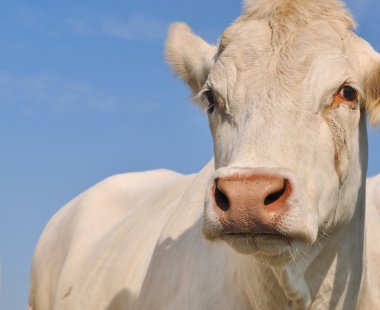 charolais inek