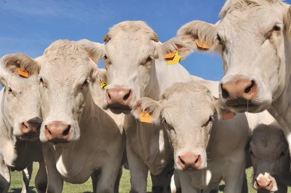 Retrato de Vaca — Fotografia de Stock