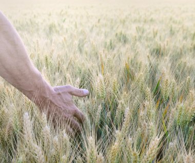 man's hand in field