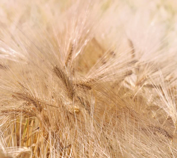 Ears od barley — Stockfoto