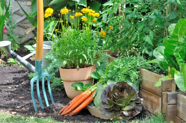 Légumes frais du jardin — Photo