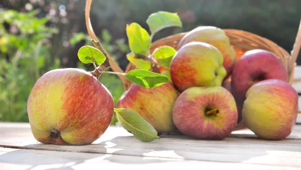 Äpfel aus dem Garten — Stockfoto