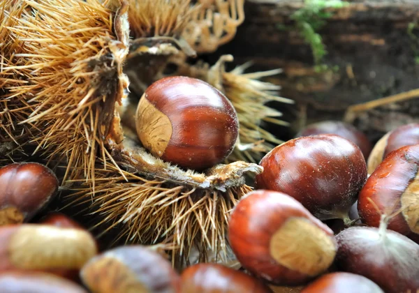 Chestnuts in forest — Stock Photo, Image