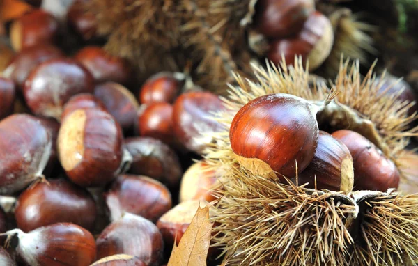 Castanhas no chão — Fotografia de Stock