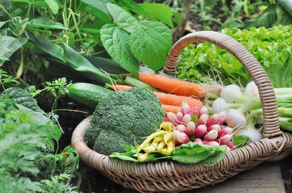 Produtos hortícolas de jardim — Fotografia de Stock