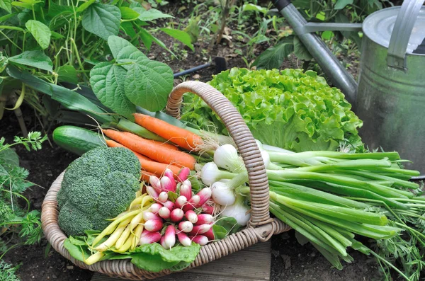 在花园里的新鲜蔬菜 — 图库照片