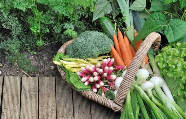 Produtos hortícolas de jardim — Fotografia de Stock