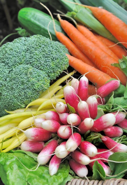 Radijs met andere groenten — Stockfoto