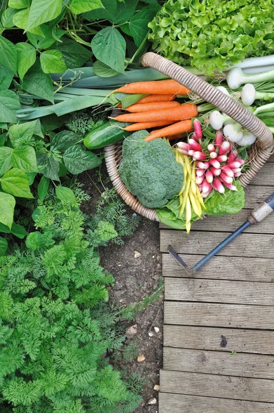 Produtos hortícolas de jardim — Fotografia de Stock