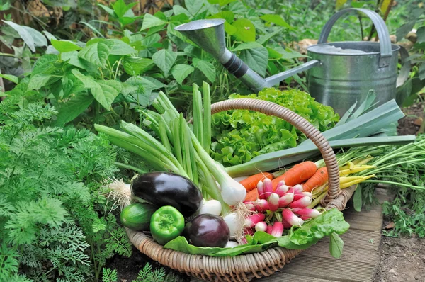 Garden vegetable — Stock Photo, Image