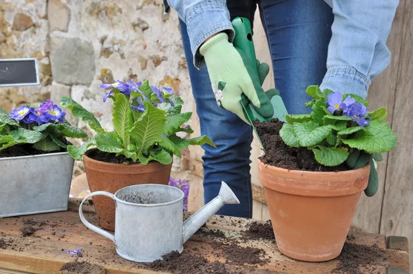 Blumen eintopfen — Stockfoto