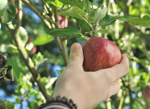 Teenager's hand picking red apple in the tree — Stock Photo, Image