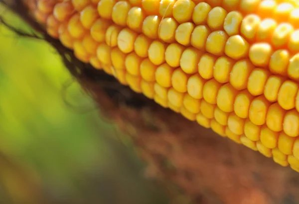 Closeup on a cob — Stockfoto