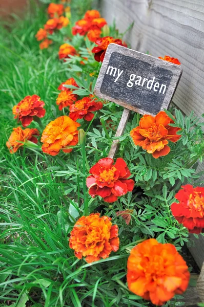 Blühender Garten — Stockfoto