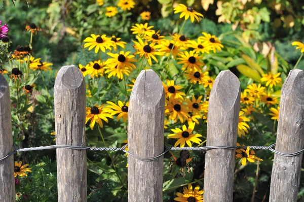 Zaun und Blumen — Stockfoto