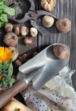 Ampullerin üstüne küçük bir kürek takın ve diğer ampullerin yanına tahta bir tahta koyun. 