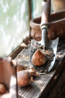 flower bulb placed on a small garden shovel full of soil near a window in the garden shed 