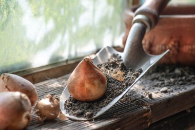 flower bulb placed on a small garden shovel full of soil near a window in the garden shed 