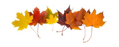 Sarı turuncu ve kırmızı akçaağaç yaprakları gövdeleri ile beyaz bir zemin üzerinde izole edilmiş ve sıra halinde.