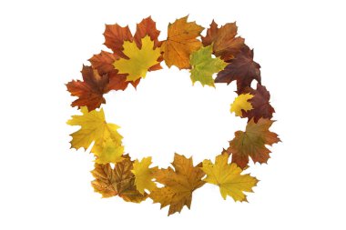maple leaves colorful forming a circle like acrown  isolated on white background 