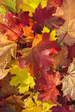 top view on heap of  bautiful and colorful maple leaves forming an autumnal textured background 