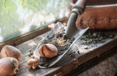 flower bulb placed on a small garden shovel full of soil near a window in the garden shed  