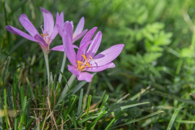 pretty purple colchicum autumnal crocus with yellow pistils blooming in the grass in alpine meadow