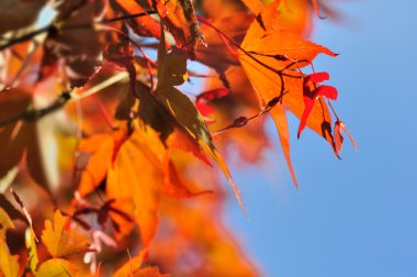 akçaağaç yaprakları sonbaharda