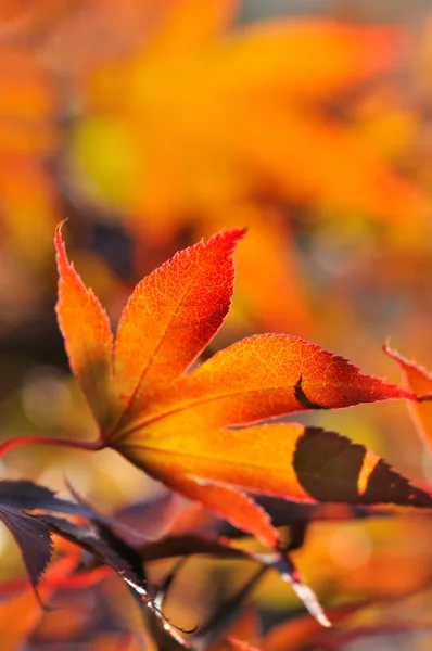 Flaming maple leaf — Stock Photo, Image