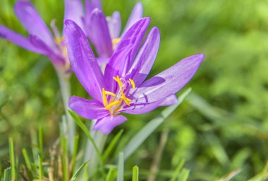 Alp otlağındaki çimlerde açan sarı çitleri olan güzel mor kolşiyum güz çiçeği safranı.